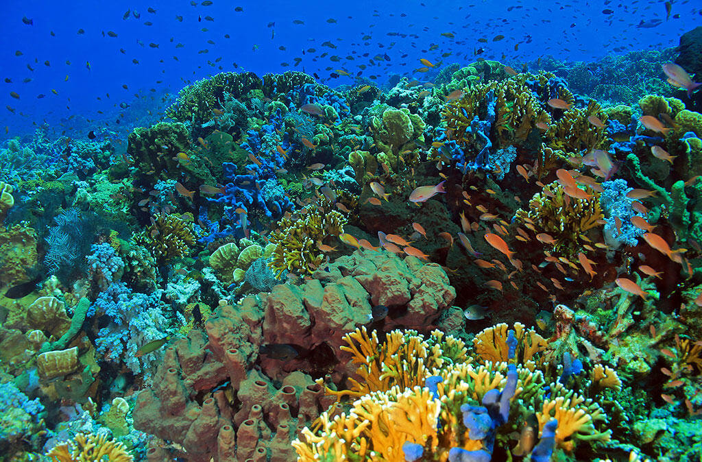 Full day komodo snorkling trip
