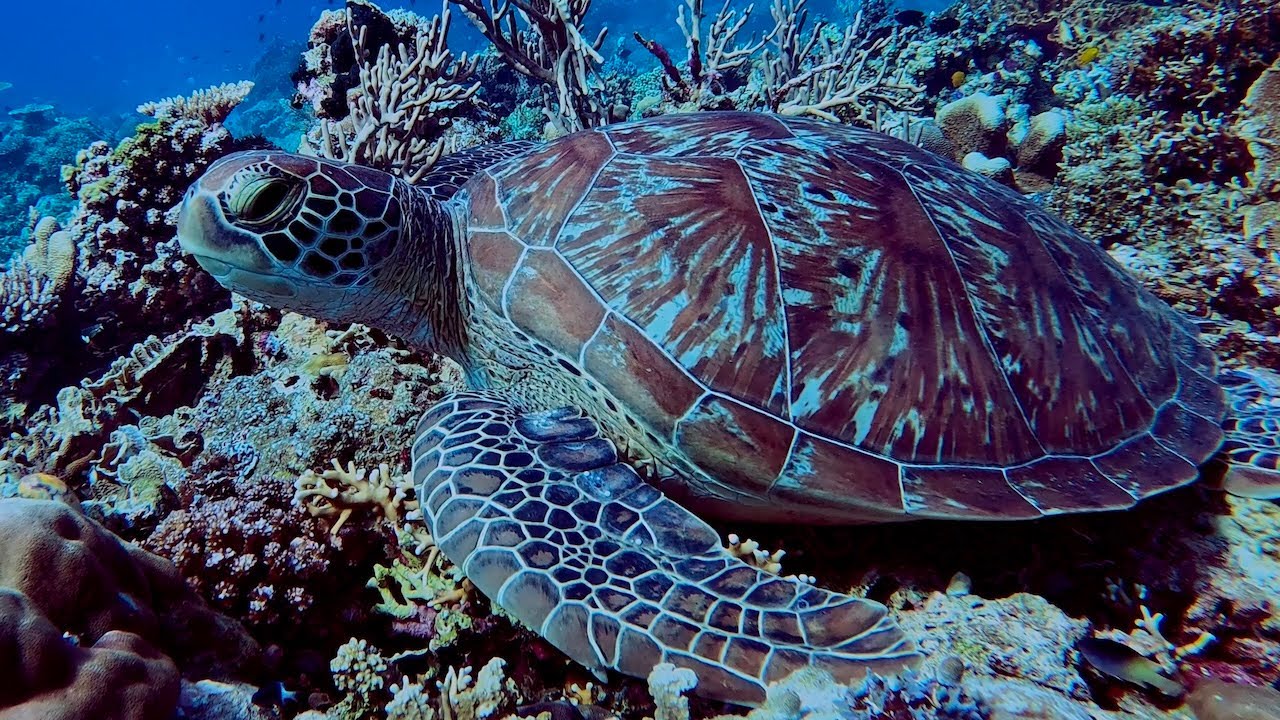 Full Day Komodo Private Snorkeling Trip by Speedboat