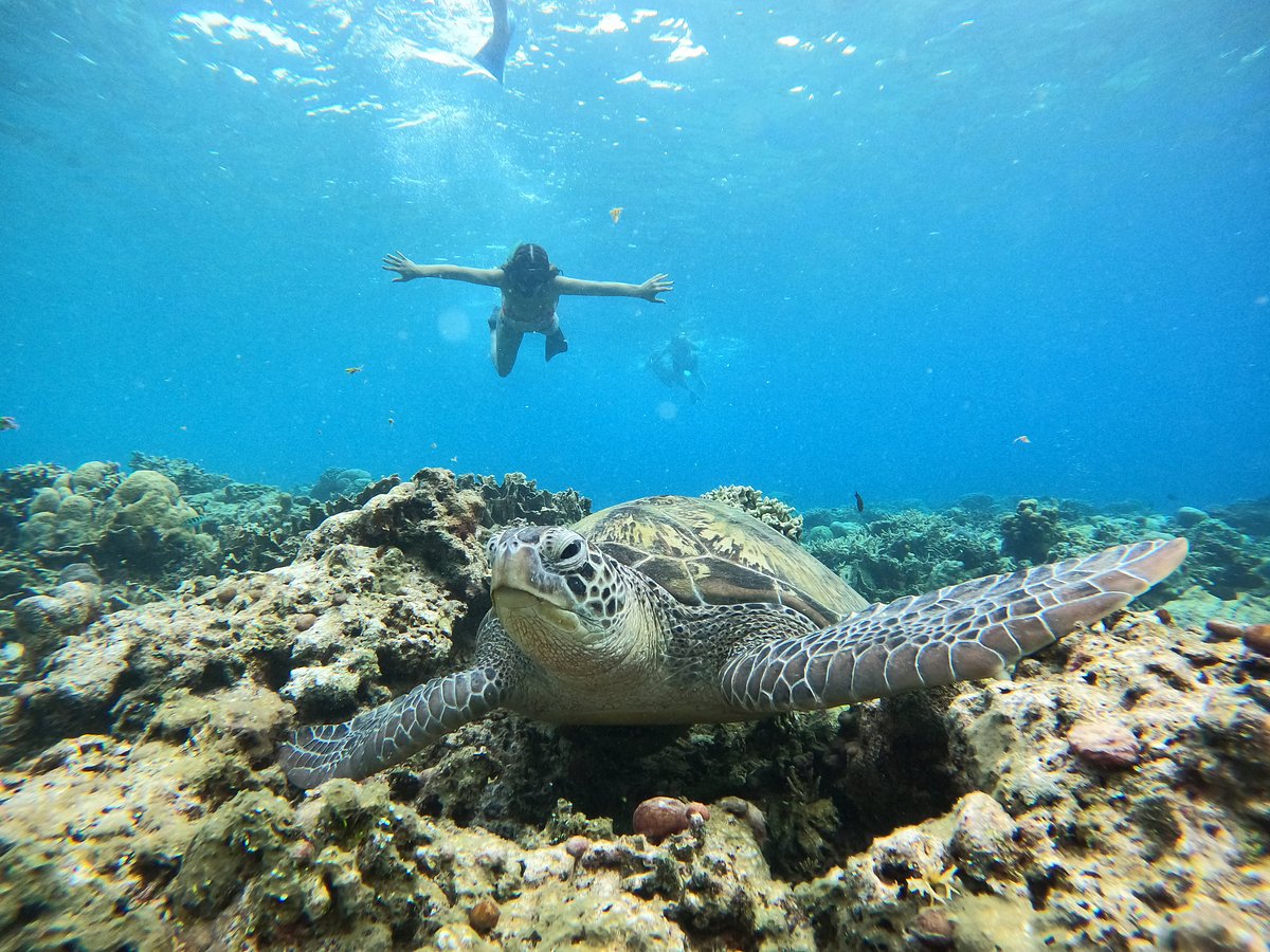 Komodo Private Trip 4 Days 3 Nights