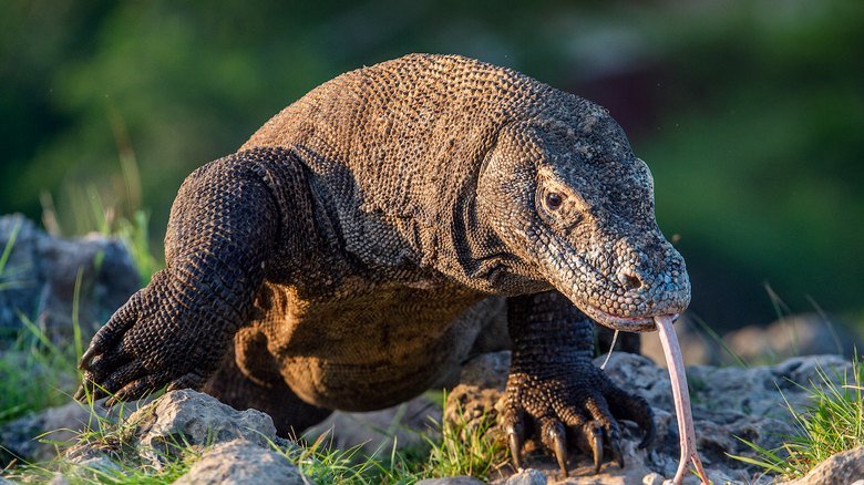 Komodo open trip 2 days 1 night